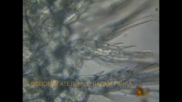 Циклопы