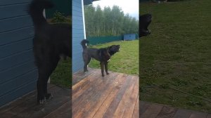 волкособ охраняет территорию