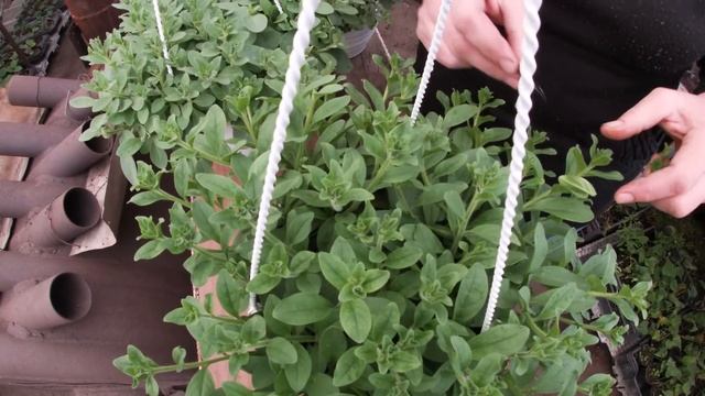 СЕКРЕТНАЯ ФИНАЛЬНАЯ ПРИЩИПКА АМПЕЛЬНОЙ ПЕТУНИИ