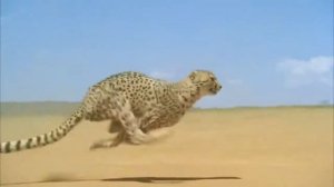 Гепард бежит до 120 км\ч за 2 секунды