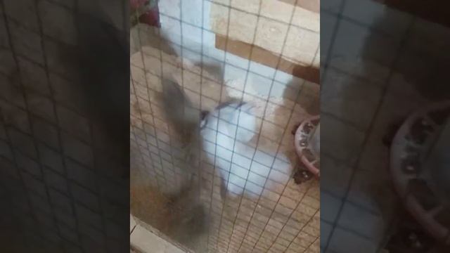 Попытка посадить вместе петухов Амераукана и Легбара. ? смотреть онлайн