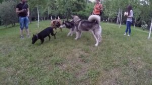 Схватка собак, бои на пикнике, хаски,малумут,доберман,лабрадор
