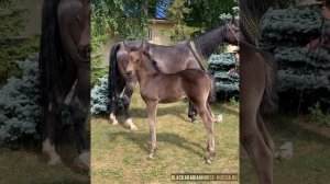 Чистокровная арабская вороная кобылка 2021г.р, жеребенок на продажу в КСК Созидатель