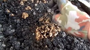 ГЛАДИОЛУСЫ ВЫКАПЫВАЕМ НА ЗИМУ /ПОДГОТОВКА НА СЛЕДУЮЩИЙ ГОД