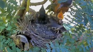 2021 June 19: Mama robin and her 13-day old  chicks