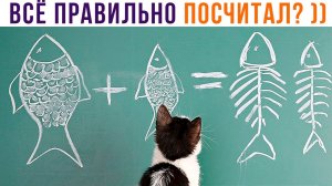 КОТИК-МАТЕМАТИК ))) Приколы с котами | Мемозг 1144