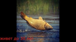 Как быстро растет речная рыба и сколько лет она может прожить
