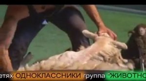Стрижка овец на oleg-inform.ru