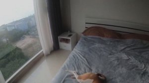 Обзор кондо The Riviera Jomtien в Паттайе. Кондо, где можно жить с животными.