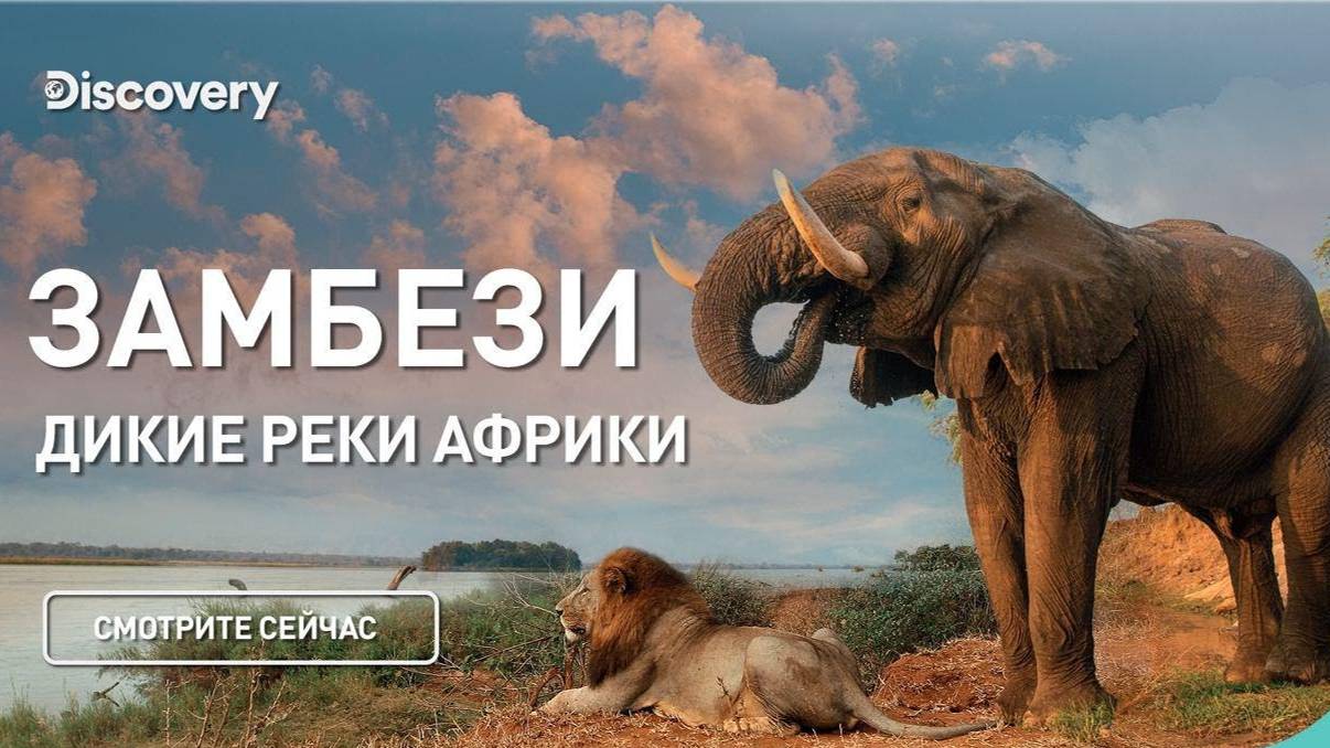 Замбези | Дикие реки Африки | Discovery Channel