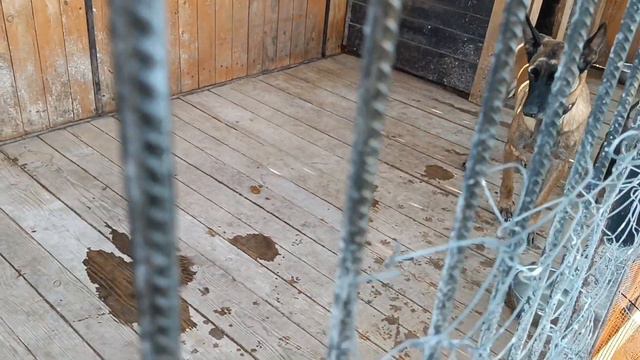 Давайте познакомимся! Моя Бельгийская овчарка Малинуа! День рождения Канала🥳