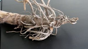 Борщевик Сосновского. Как победить борщевик