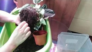 Мои новинки растения. Калатея Марион/Кримсон, Пеперомия Пиккало банда. Пересадка адаптация.