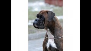 Собаки породы боксер