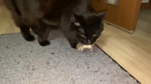 Кошка ловит мышь.