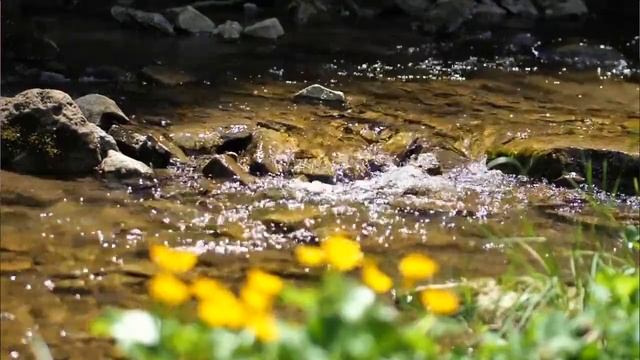 Вадим Петльований, вірш Тараса Шевченка "Думка" (Тече вода в синє море)