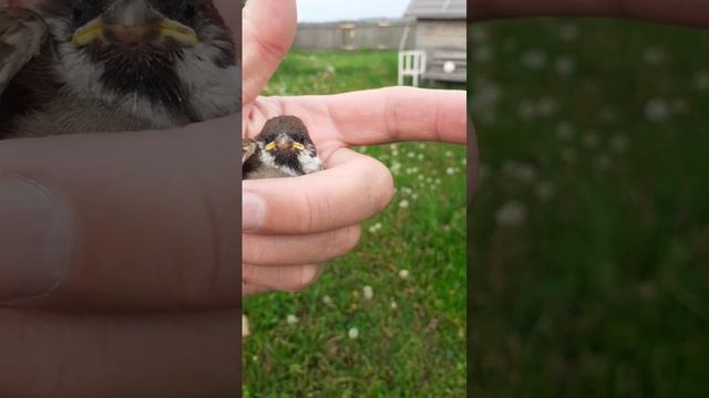 Спасение воробья!??