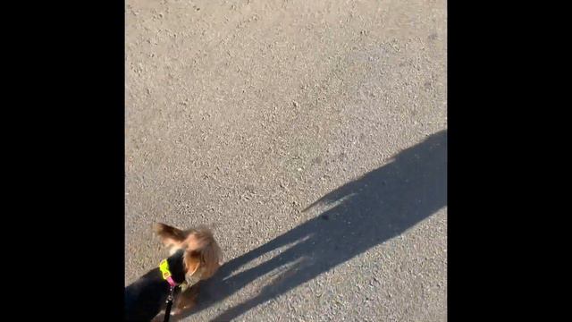 DogVlog:гуляем с Тиффани, как я отношусь к тому как дети трогают мою собаку. смотреть онлайн