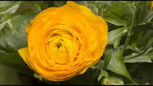 Buttercup flower blooming -  Flower Time lapse video