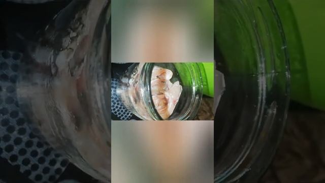 Консерва из карася в масле без автоклава смотреть онлайн