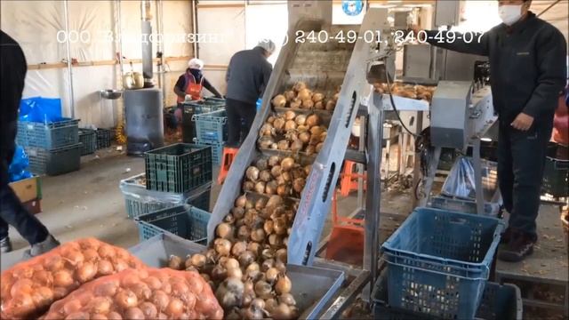 Установка чистки лука CAYP-3000 (ООО "Владфризинг") смотреть онлайн