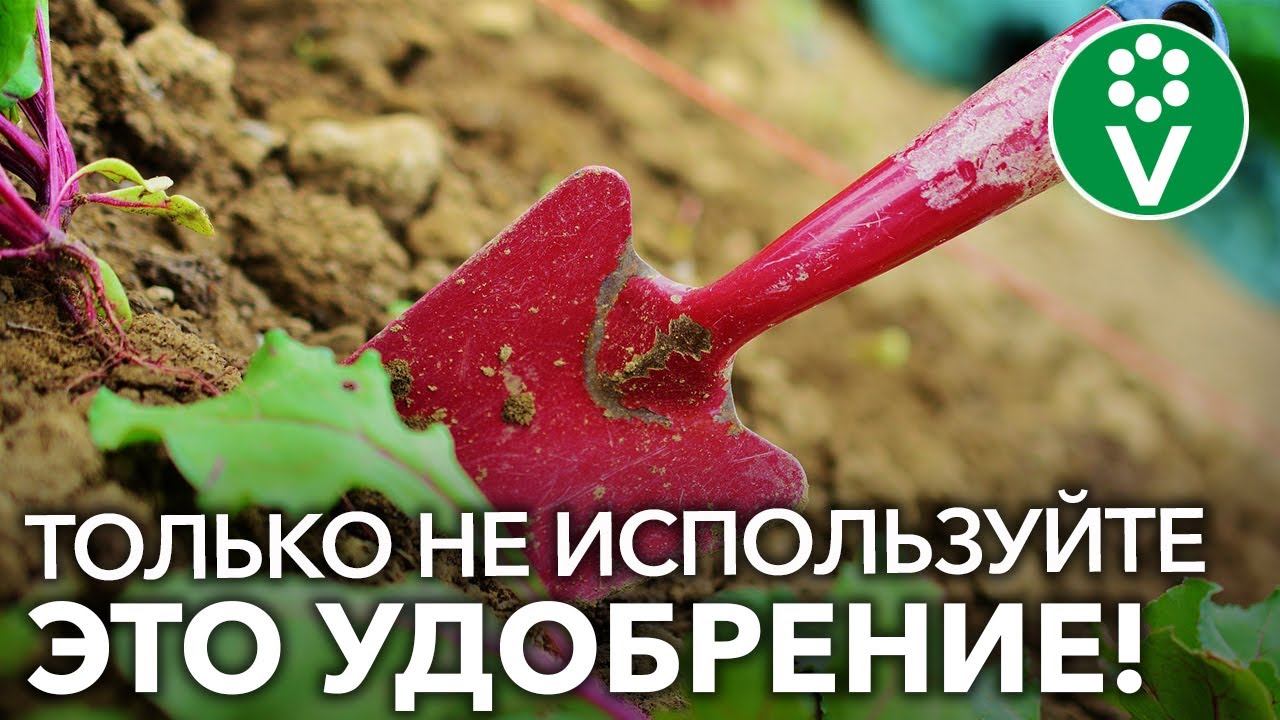 Какие УДОБРЕНИЯ ВНОСИТЬ ОСЕНЬЮ для повышения плодородия почвы?