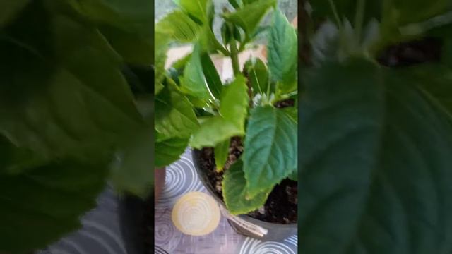 Черенкуем гортензию крупнолистную.