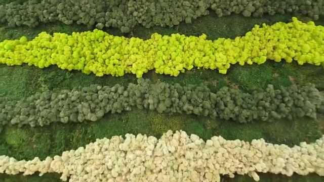 Вертикальное озеленение из мха Palma De