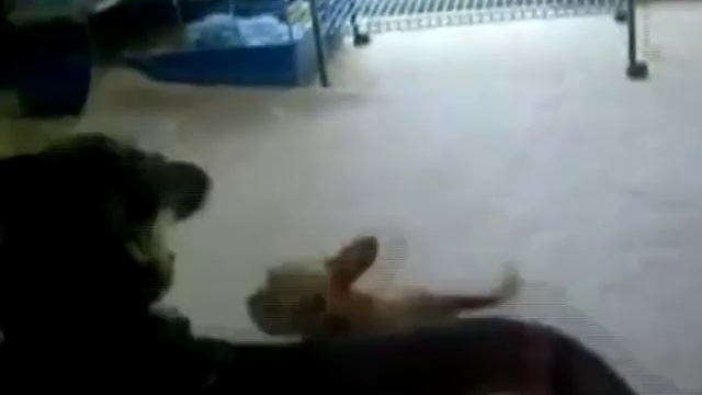 Щеночек напал и победил!