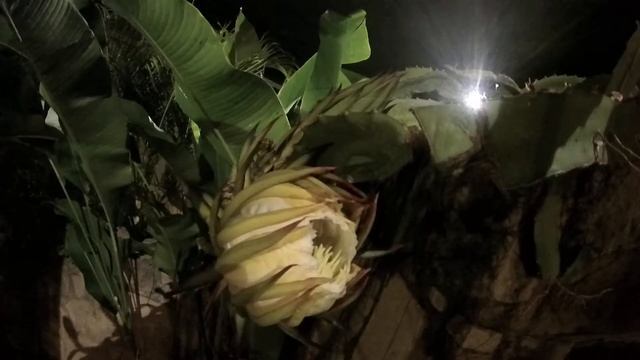 Hylocereus Undatus - Flor da LúaTime Lapse 02 смотреть онлайн