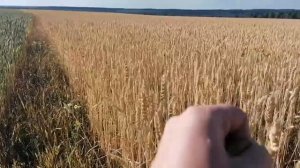 Сравнение. Чешская селекция яровой пшеницы и отечественная селекция озимой пшеницы Истинная двуручк