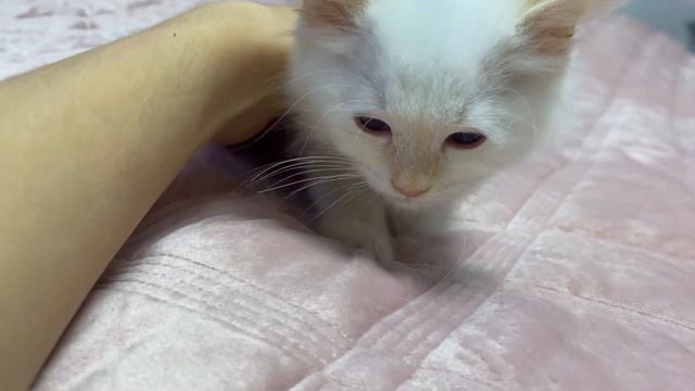 Самый нежный малыш рэгдолл в редком окрасе ред миттед 🥰 Свободен. Instagram: @okcats_40 смотреть онлайн