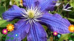 Клематис гибридный Рапсоди. Краткий обзор, описание характеристик clematis Rhapsody