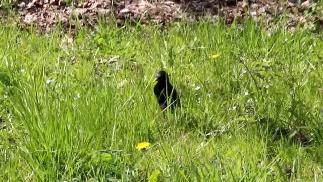 Огородные заботы смотреть онлайн