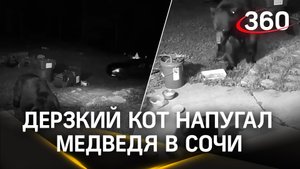 Дерзкий кот напугал медведя в Сочи