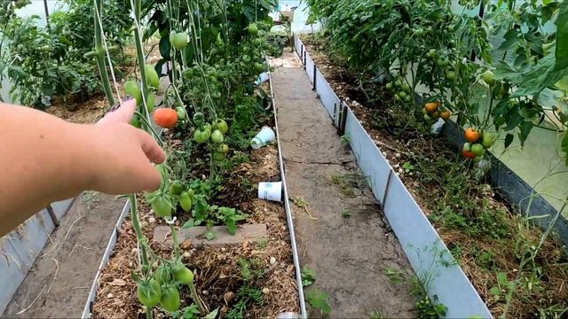 Обзор Сада и Огорода в Июле 22 года. Делаем Плов..Цветной микс. смотреть онлайн