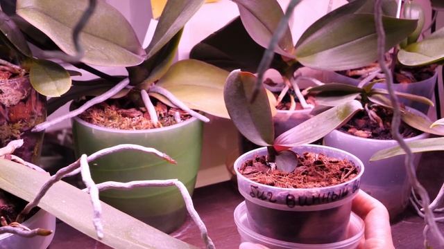 Орхидеи ПОГИБАЛИ Признаки ВЯЛЫЕ листья, ГНИЛЫЕ стволики, корней НОЛЬ. Новые корни КУКЛЯТСЯ НЕ расту смотреть онлайн