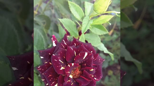 Бабушкины цветы в Лазорках смотреть онлайн