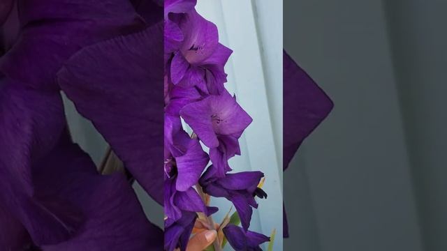 First bloom of my Purple Flora Gladiolus. #shorts #flowers #gladiolus #purplefloragladiolus