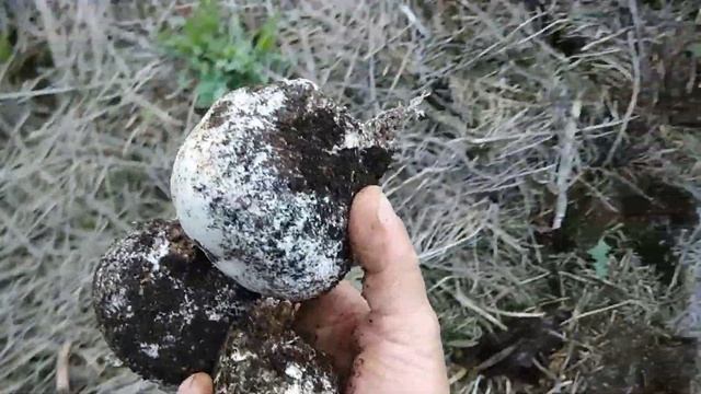 Головач гигантский.