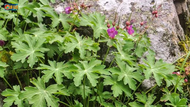 Декоративные цветы, которые отлично вытесняют сорняки. смотреть онлайн