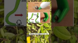 Как правильно удалить клеща