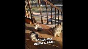 Лютые приколы. МОЙ КОТ МАНДАРИН!!! Самое смешное видео! Попробуй не засмеяться! - Domi Show!