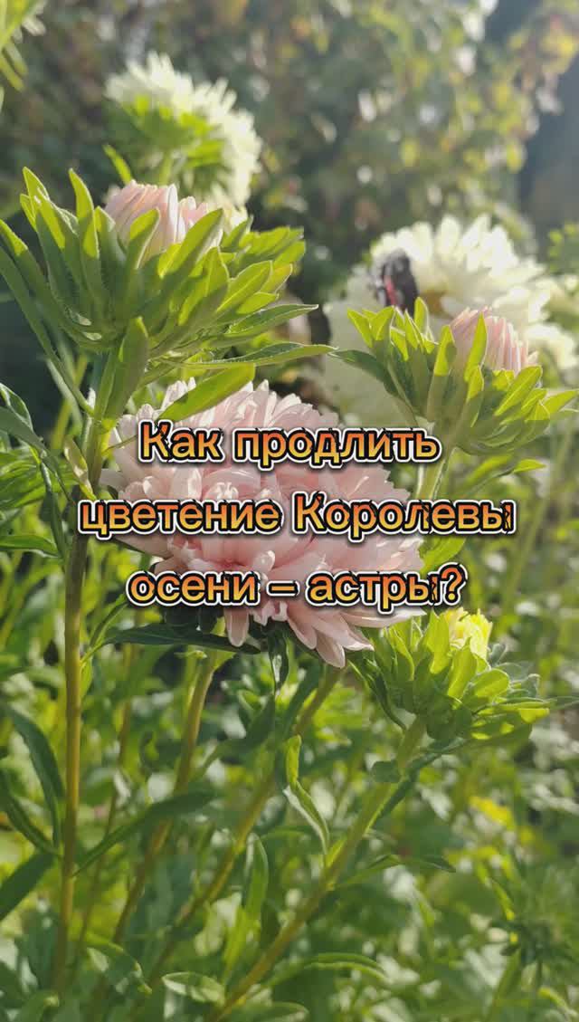 Как продлить цветение астры - королевы осени #shorts #астра