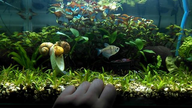 author hobbies (Аквариумистика и рыбалка) №43 (рассуждения и что нового) смотреть онлайн