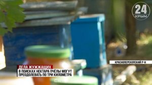 В Красноперекопском районе завершается сбор мёда