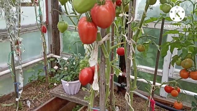 Сибирь. Обзор и дегустация томата Рабочий выпуск пасты.