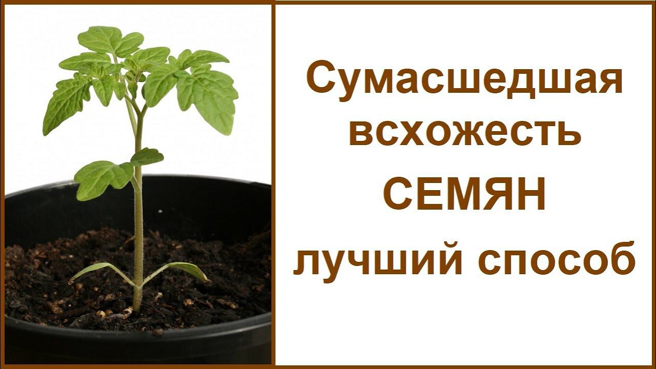 Быстрая всхожесть любых семян Как ускорить прорастание Выращивание семя в домашних условиях