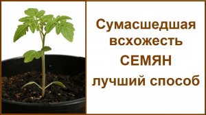 Быстрая всхожесть любых семян Как ускорить прорастание Выращивание семя в домашних условиях