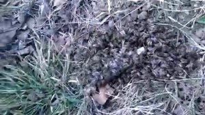 Голод не тётка,слетели долгоживущие пчёлы.